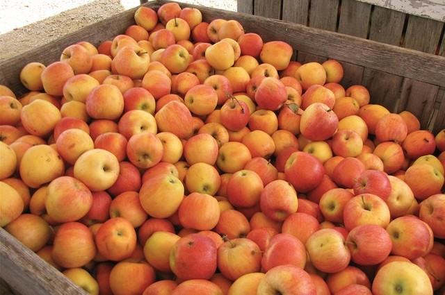 những vườn tào tuyệt đẹp ở Mỹ